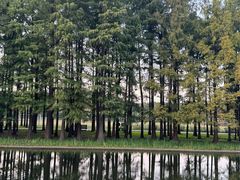 -上海共青森林公园