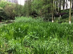-重庆彩云湖湿地公园