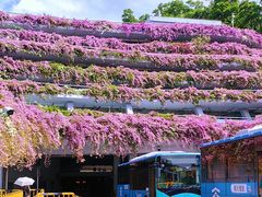 -深圳仙湖植物园