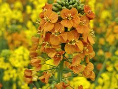 -中国天府农业博览园