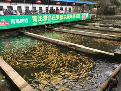 金鳟鱼池-青龙潭鱼庄