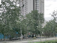 -三里屯东五街银杏大道