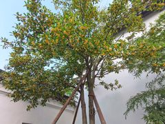 -蘭院荆溪食府·寻味江南