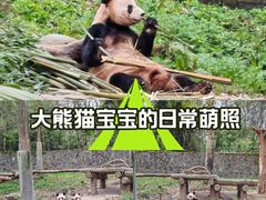 -都江堰中华大熊猫苑