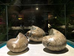 -青岛贝壳博物馆