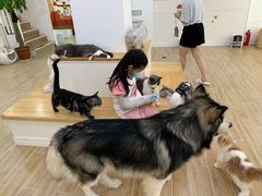 -李小姐の猫咖啡馆(五角场店)