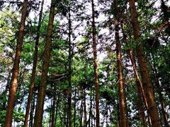 -重庆雨台山风景区