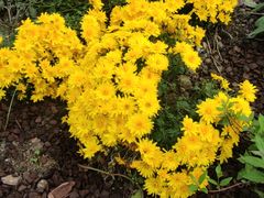 -上海植物园-4号门售票处