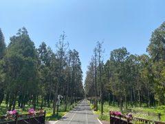 -东平国家森林公园