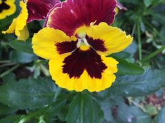 -松山湖梦幻百花洲
