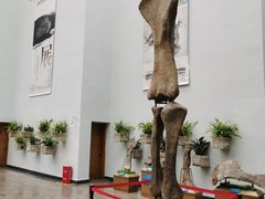 -自贡恐龙博物馆