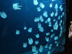 -Zoolung Zoolung动物主题公园(海信广场店)