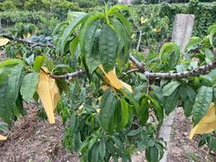 -南汇新场正宗水蜜桃采摘