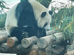 -广州动物园