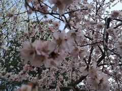-桃花堤公园