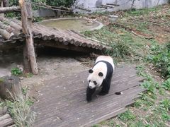 -黔灵山公园