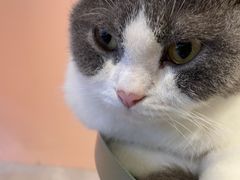 -猫儿山۰猫主题餐厅