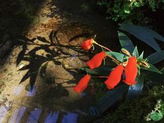 -深圳仙湖植物园