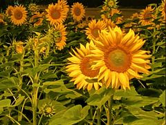 -长白岛森林公园