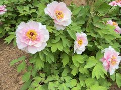 -洛阳市隋唐城遗址植物园