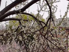 -桃花堤公园