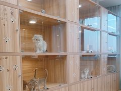 -猫十亿·布偶金渐层·曼基康矮脚猫舍(青年路店)