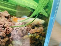 -双季花艺园艺市场(浦东店)