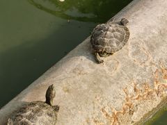 -洛阳白马寺