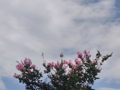 -真庆观