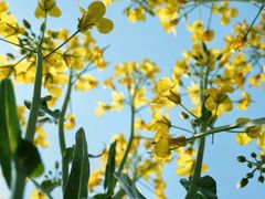 -汉长安城未央宫国家考古遗址公园