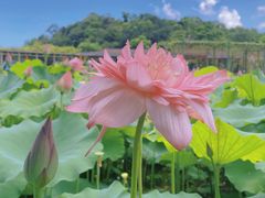 -广州莲花山旅游区