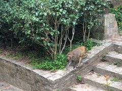 -狮子山郊野公园