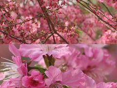 -天适樱花悠乐园