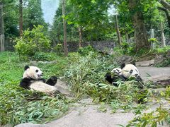-都江堰中华大熊猫苑