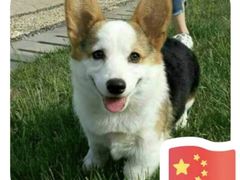 -宠爱国际动物医院·消化内科·心肾内科·ISFM猫友好(望京店)