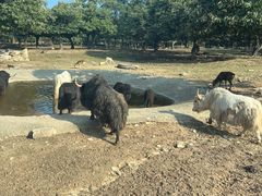 -西安秦岭野生动物园