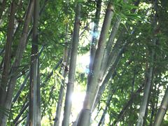 -玉树公园