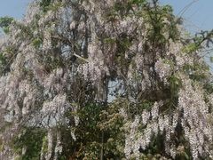 -南京汤山紫清湖生态旅游温泉度假区