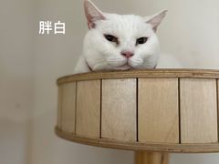 -有猫主题·治愈系猫咖(曾厝垵店)