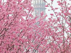 -三圣花乡旅游区