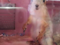 -藦茜花园宠物主题亲子互动体验馆(国顺东路店)