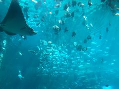 -海棠湾洲际-涛·海底餐厅·美人鱼·自助餐·海底隧道