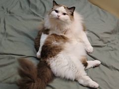 -瑞派康怡24h宠物医院·犬猫医疗中心·微创绝育(瑞景分院)