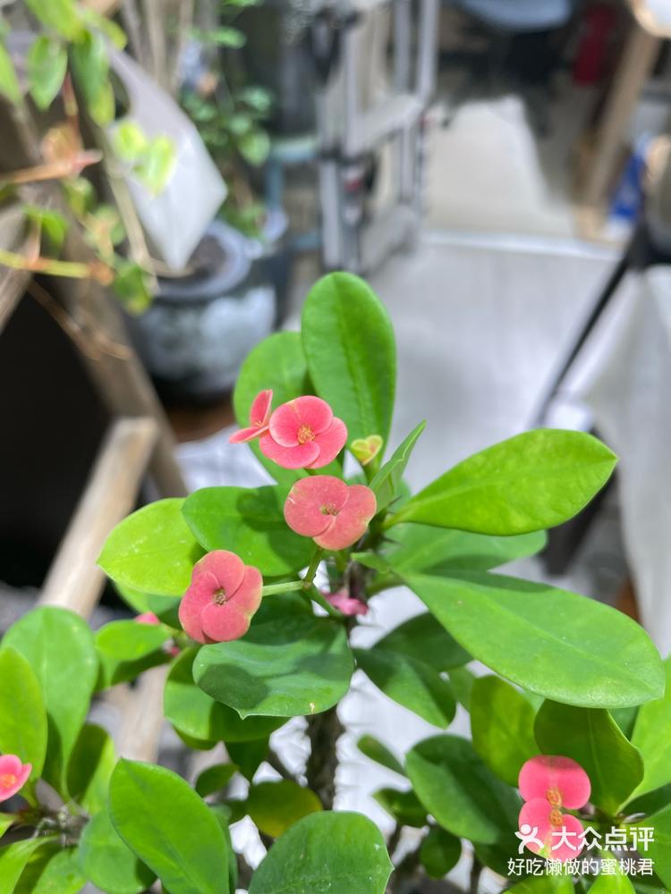 水培植物小基督虎刺梅