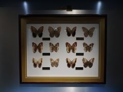 -上海昆虫博物馆