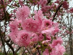 -天适樱花悠乐园
