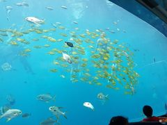 -瑞德姆美人鱼海底演艺主题餐厅(亚龙湾店)