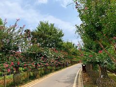 -武汉紫薇都市田园