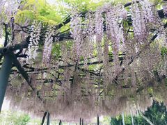 -嘉定紫藤园