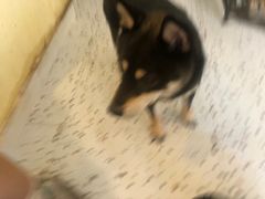 -喜柴咖啡·柴犬狗咖